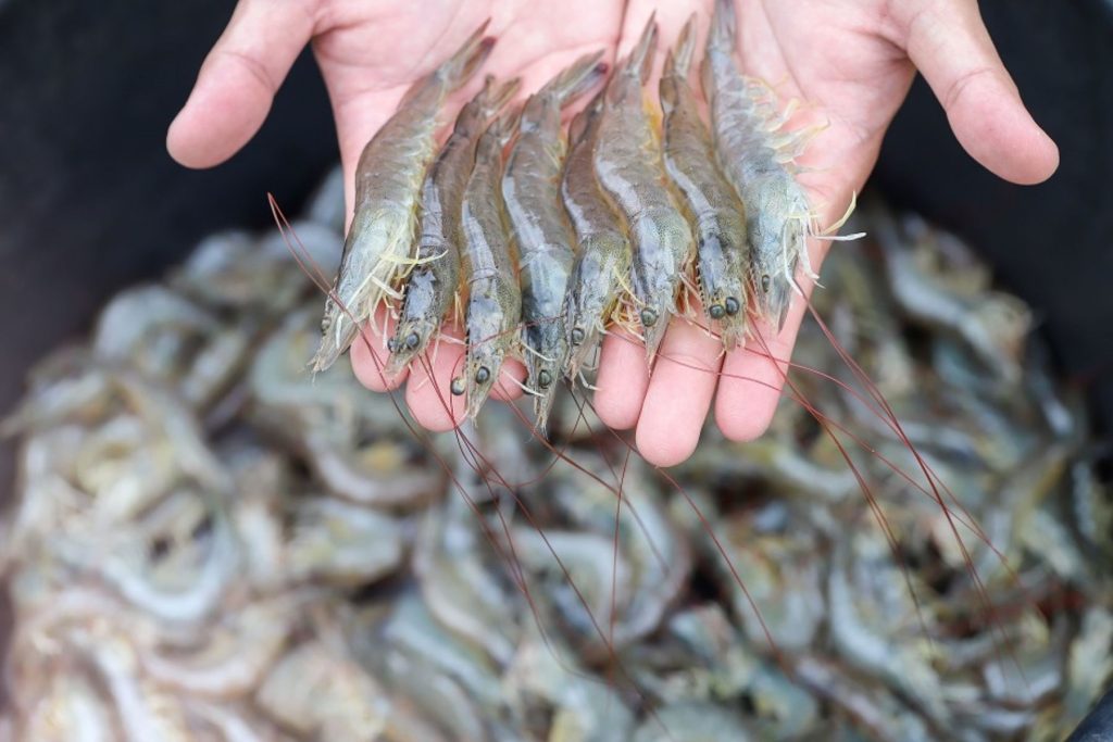 vannamei shrimp HS code 030617 Shrimps