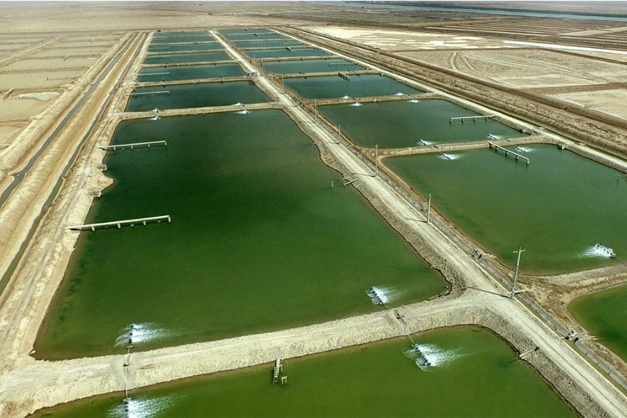 Factors affecting Iran's export shrimp prices Shrimps