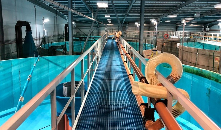 Recirculating aquaculture system, latest trends in aquaculture - Shrimps